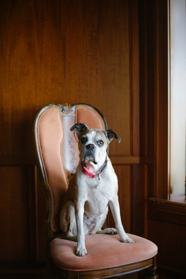 Daisy | Rescue Dog Wines